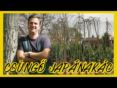 Videó: Japán Sophora (növény) - Gyógyászati tulajdonságok és Ellenjavallatok, Japán Sophora Tinktúra Használata