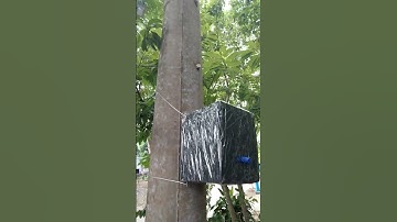 chòi ong dú trong cột điện (TT)