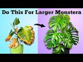How to set your monstera for success  monstera deliciosa plant care