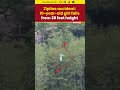 Manali Zipline Accident Video 10 Year Old Girl Falls From 30 Feet Height Zipline Shorts Manali Zipline Accident Video 10 Year Old Girl Falls From 30 Feet Height Zipline Shorts