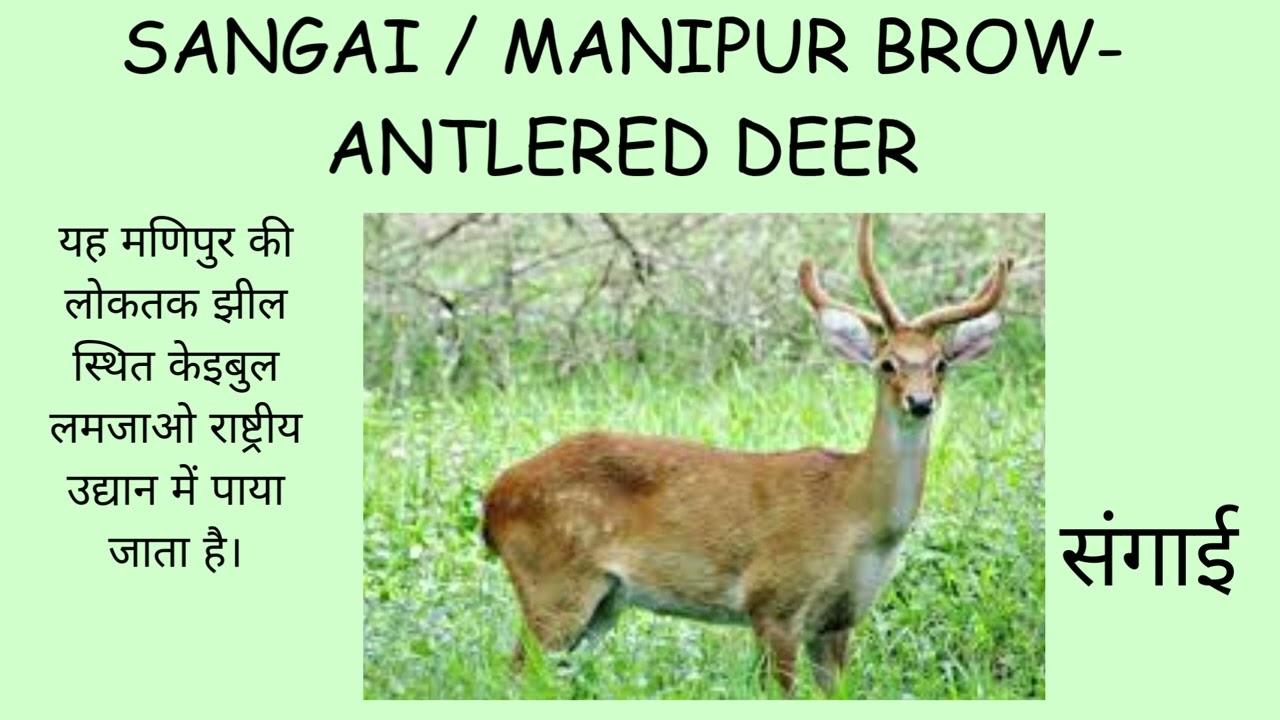Sangai Deer 🦌 | Manipur Brow-Antlered Deer | Keibul Lamjao National Park | UPSC & IAS Exam GK
