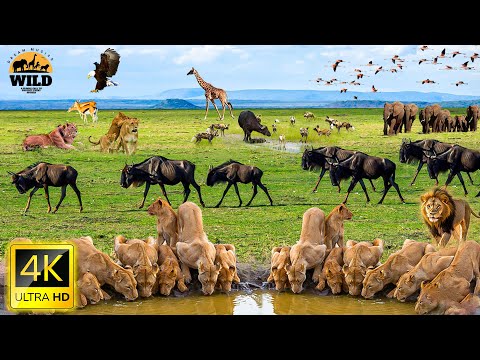 4k African Wildlife: Amboseli National Park - Scenic Wildlife Film With Real Sounds