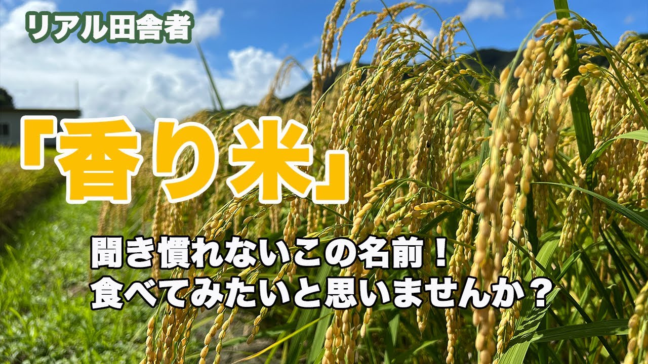 今年も稲刈りが迫ってきたので品種紹介 十和錦 Youtube