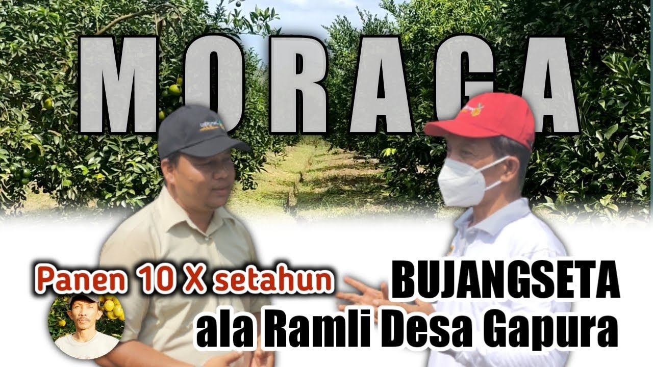 CARA MENGHASILKAN PANEN JERUK 10 KALI SETAHUN ALA RAMLI SAMBAS