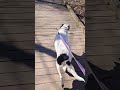 Adventure at Brick Pond Park with Dianna Dog #wildlife #nature #uniquewildlife #wildlifehaven #dog