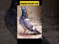 Once again welcome back kharian pigeons club shauq kharianpigeonsclub kabootarlover kabootar