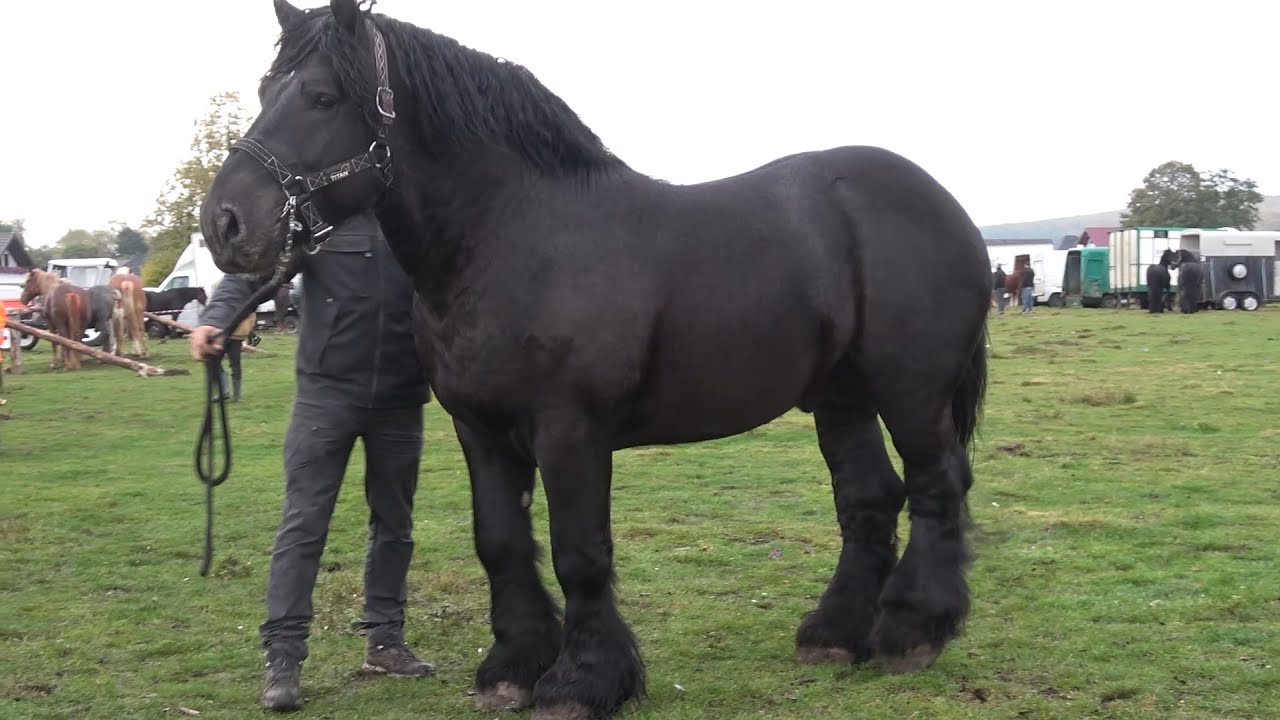 Targ expozitional de cai Volovat, Bucovina 12 Octombrie 2025 Nou!!!