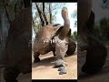هادا أكبر فكرون في العالم عمرو 191 عام غرائب عجائب Trending سلحفاة Funny معمر Foryou Fyp هادا أكبر فكرون في العالم عمرو 191 عام غرائب عجائب Trending سلحفاة Funny معمر Foryou Fyp