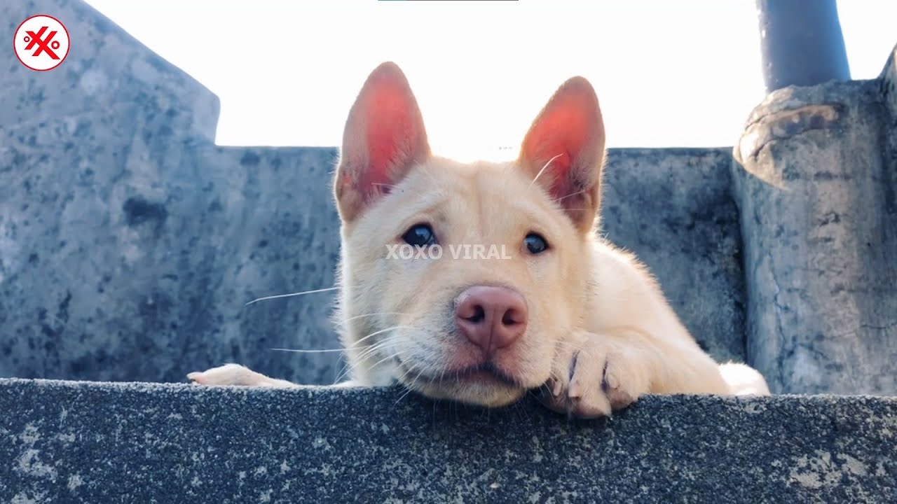 Simple Joys: Country Life with Our Dog Family | XOXO Viral