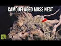 My Pet Ants Created a 'CAMO' MOSS NEST