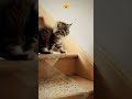 cat coming downstairs in a unique way #cat #shorts #shortvideo #shortsfeed #funnycats #cute #love