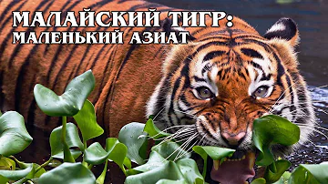МАЛАЙСКИЙ ТИГР: Самый маленький и редкий вид азиатских тигров | Интересные факты про больших кошек