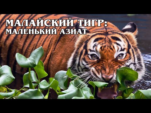 Video: Malaiischer Tiger: Beschreibung, Foto