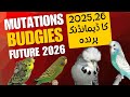 Budgies Mutation Future | 2025,26 | کا واحد ڈیمانڈنگ پرندہ | Fly Factz#budgiesfuture#Budgiesmutation