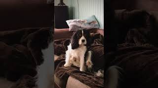 Too Lazy To Scratch Cavalier King Charles Spaniel