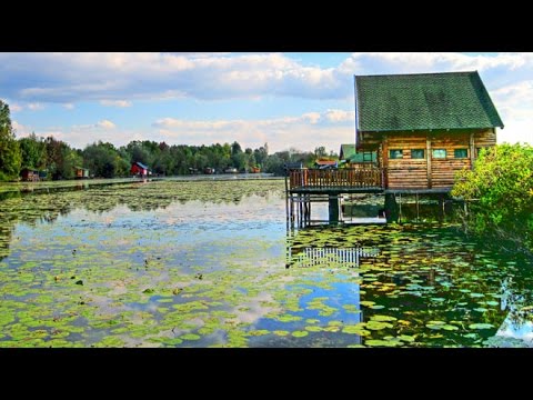 Video: Život U Močvarama