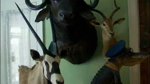 AMATEUR'S GUIDE TO SAFARI HUNTING SOUTH AFRICA, PLAINS GAME, CAPE BUFFALO