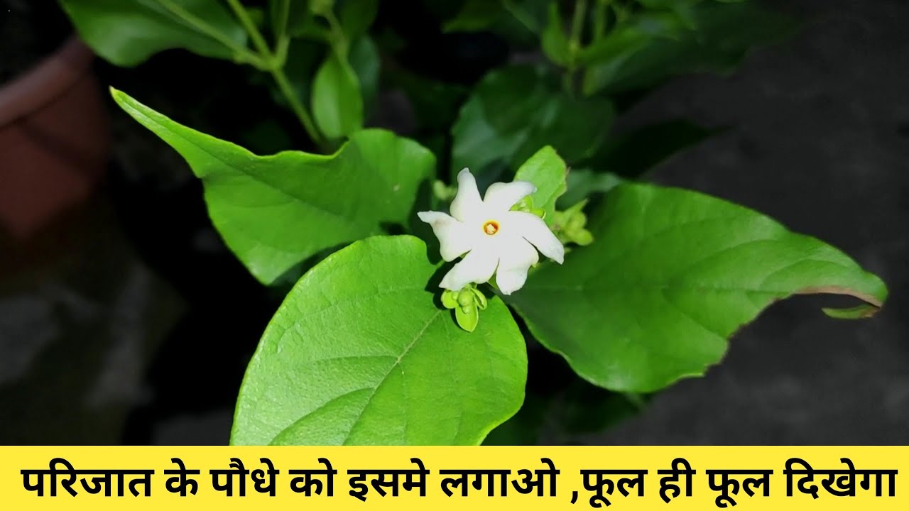 How To Grow Parijat harsingar Plant In Pot Potting Mix YouTube how-to-grow-shiuli-parijat-night-flowering-jasmine-harshringar