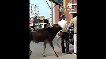 العجل هد المصطبة 
