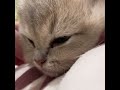 2 month old kitten getting a face massage