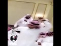 عرس محششين ههههه عرس محششين ههههه