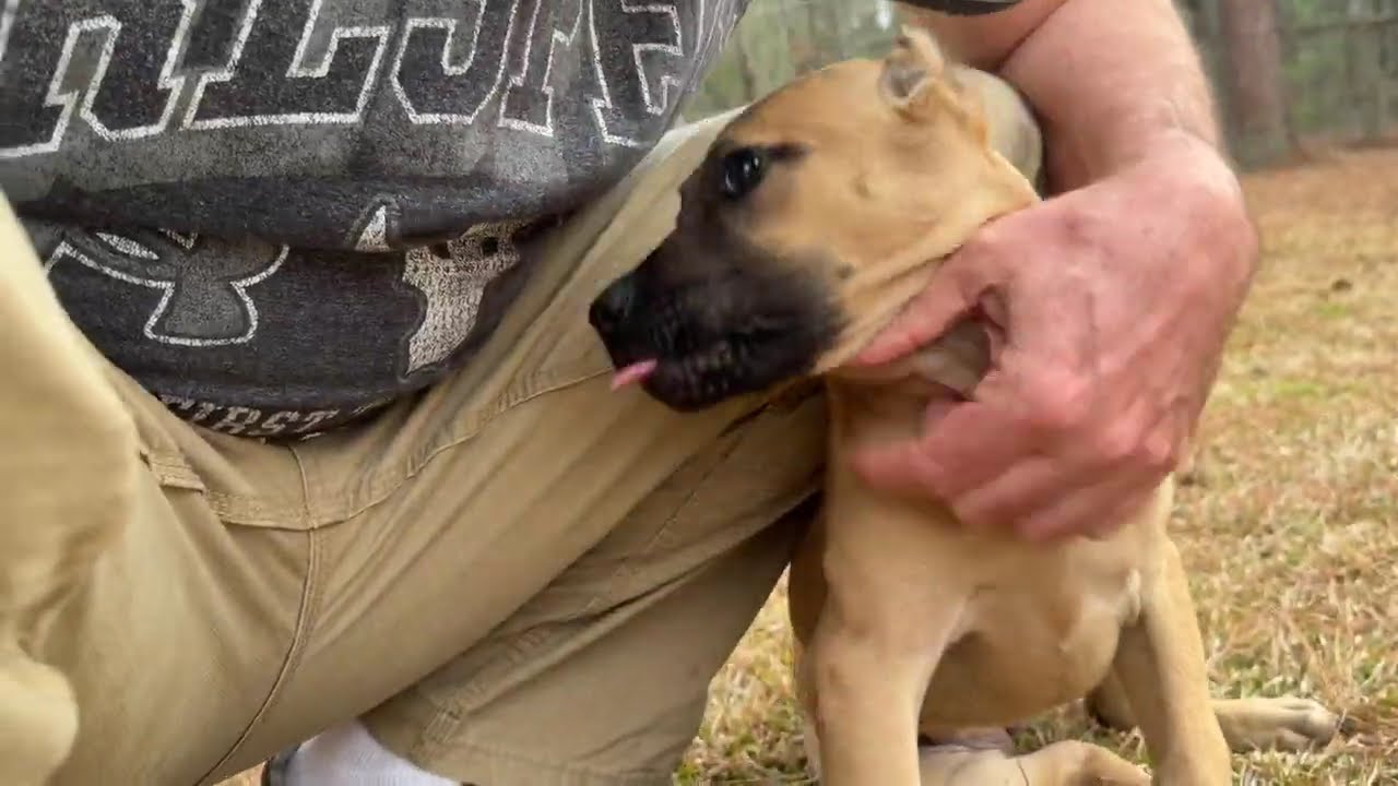 LAST PUP EVER AVAILABLE FROM ASC's SCRATCH! A nice female out of Hair Trigger