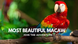 Peaceful Macaw in Nature | Relaxing Bird Video with Soft Music screenshot 1