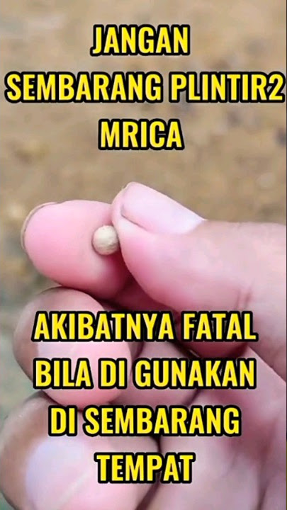 pelintir merica tambah pengetahuan semoga ber manfaat #youtubeshorts #shorts #obatherbal