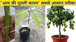 आम की गुठली कलम का इतना सटीक व आसान तरीका कोई नहीं बताएगा | Mango Stone Grafting           