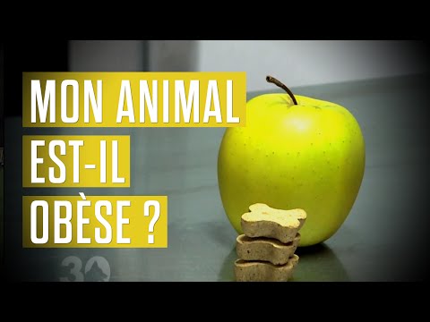 Vidéo: Qu'est-ce Qu'un Test De Titre Et Est-il Adapté à Votre Animal De Compagnie ?