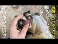 保護したハクビシンのハクちゃんは飼い猫並みの人懐っこさ♫ Protected Masked palm civet is very friendly