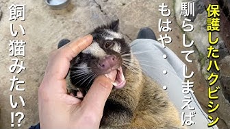 ハクビシン Youtube ハクビシン Youtube