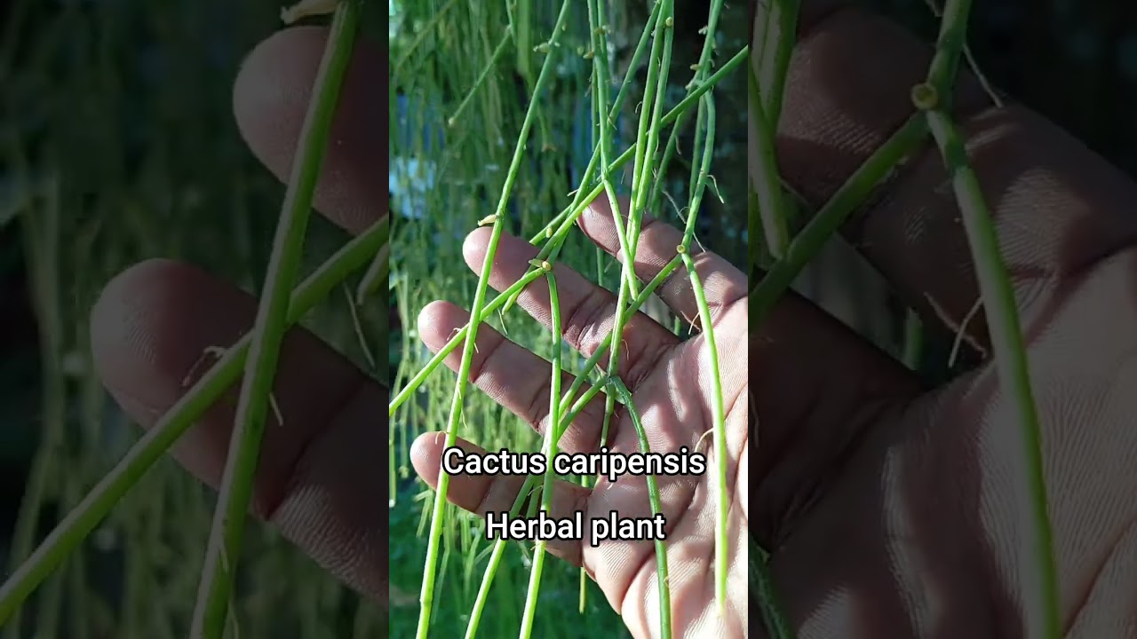 cactus caripensis 