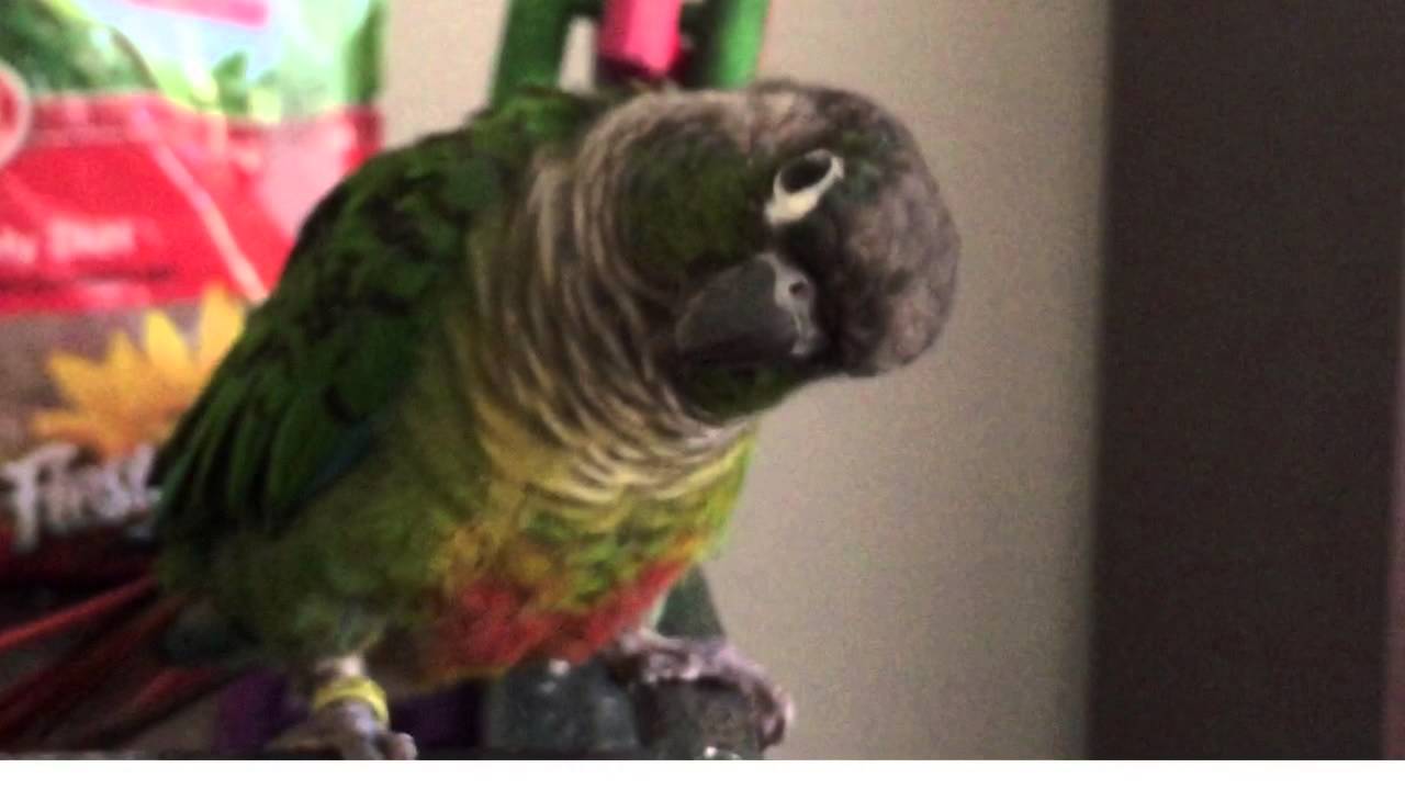 Green Cheek Conure speaking YouTube