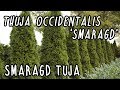 Smaragd tuja gondozása - Thuja Occidentalis 'Smaragd'