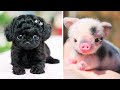 Aww animals soo cute cute baby animalss compilation funniest and cutest moment of animals 1