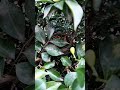 tổ chim chóc quạch bên mái hiên nhà