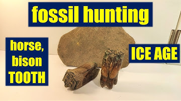 Found ICE AGE bison, horse tooth& bones FOSSIL HUNTING