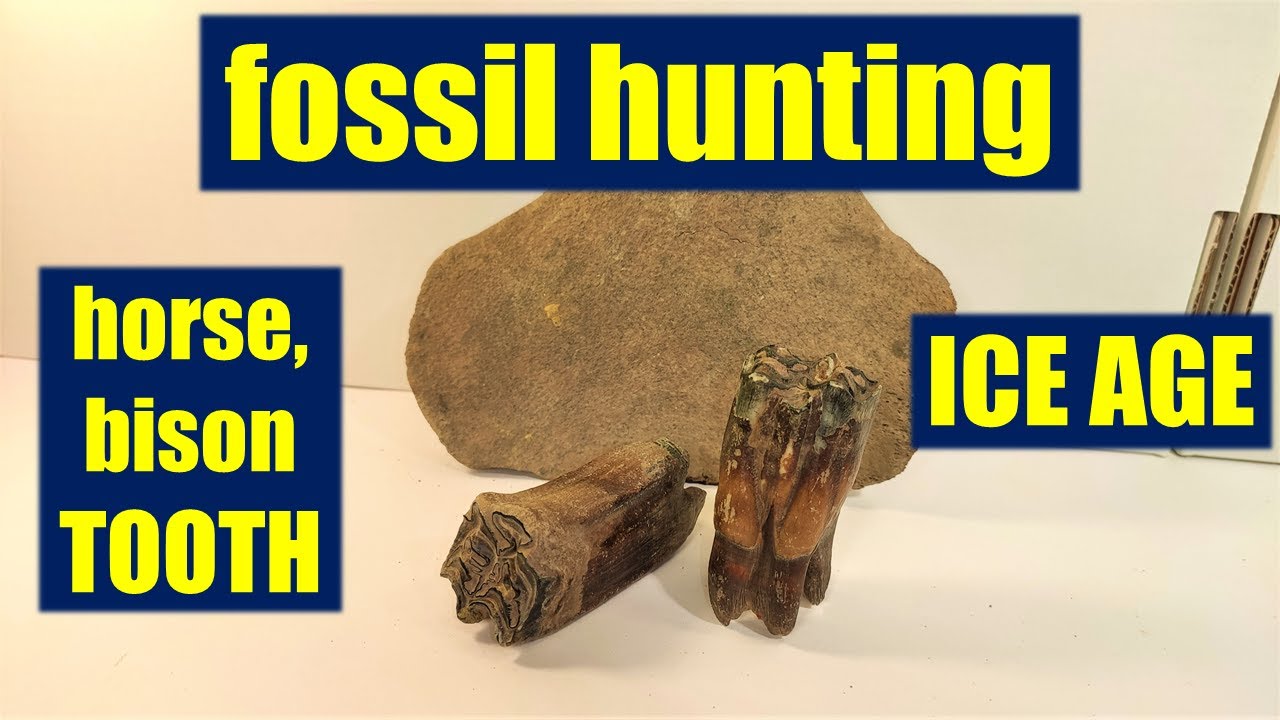 Found ICE AGE bison, horse tooth& bones FOSSIL HUNTING - YouTube