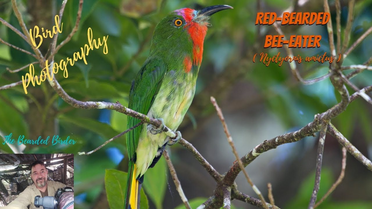 Amazing Birds  | The Red-bearded Bee-Eater (Nyctyornis amictus)
