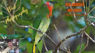 Amazing Birds The Red-Bearded Bee-Eater Nyctyornis Amictus