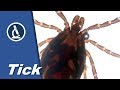 🔬 038 - Live tick with moving organs under the microscope | Citizen Science
