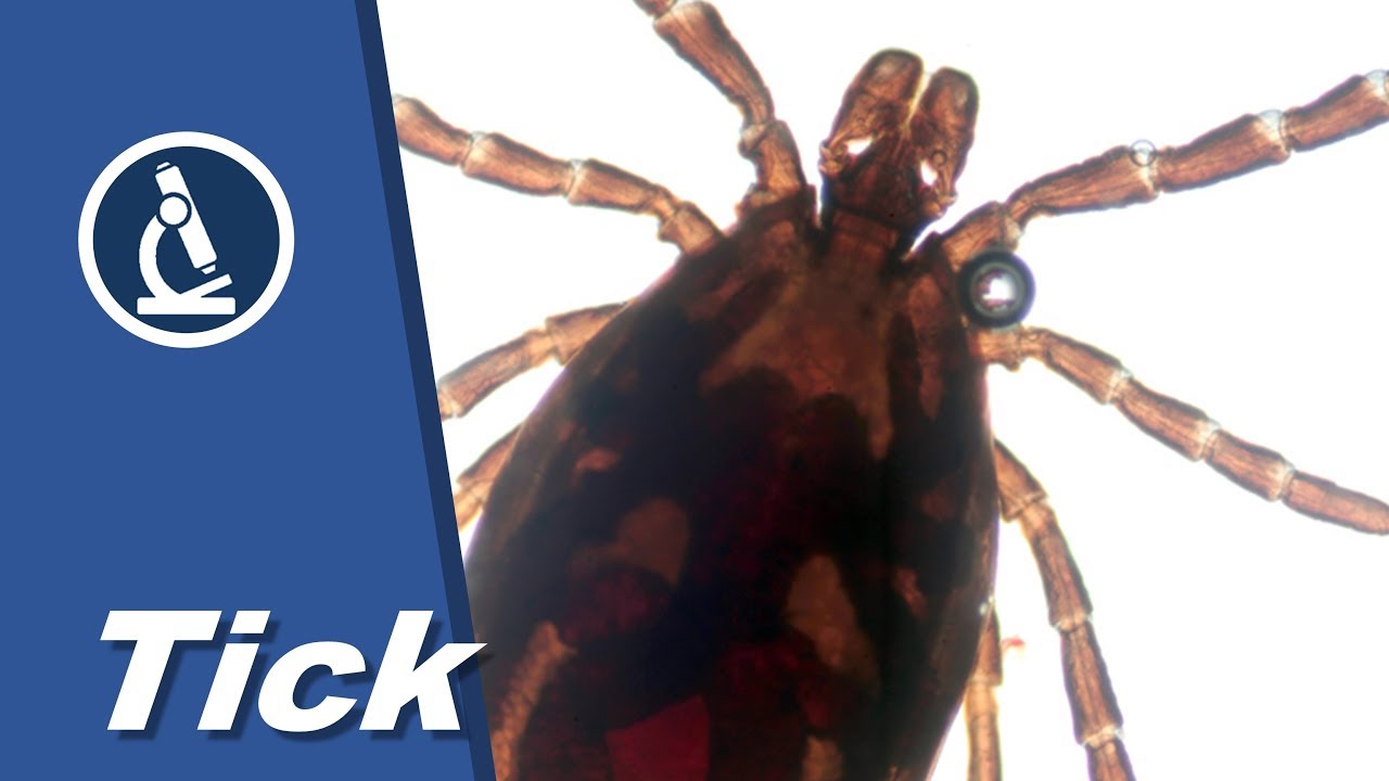How to look at a LIVE TICK with moving organs under the microscope