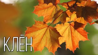 Клен: Символ шелестящей листвы | Интересные факты про клен