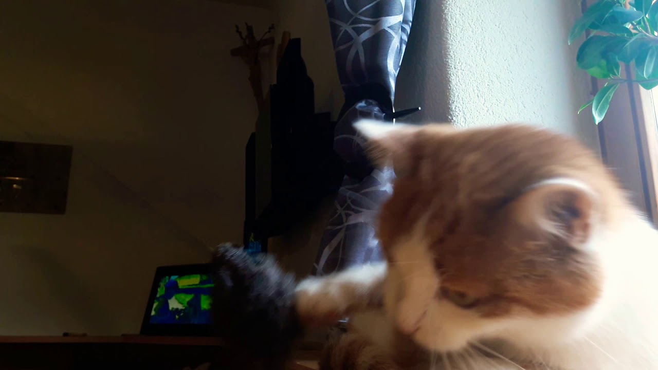 2.Ansage an Ledercouch