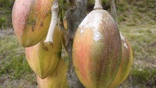 How to hand pollinate Papayuelo Fruit Trees
