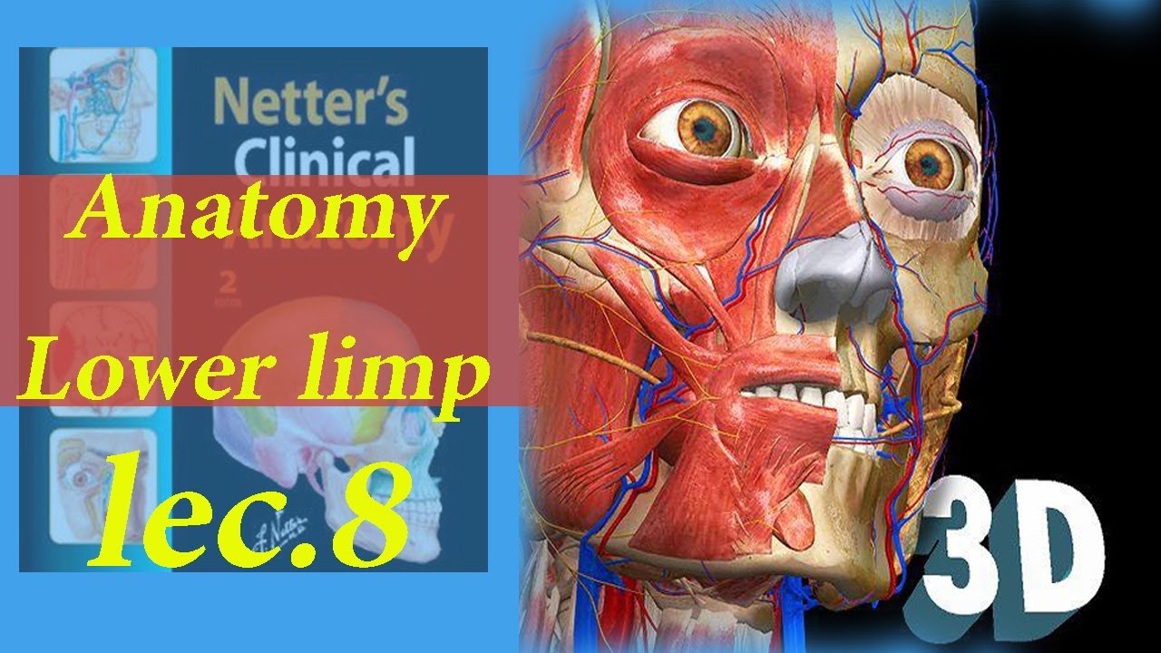 مادة التشريح المرحلة الاولى Anatomy of lower limp fascial compartment of thigh