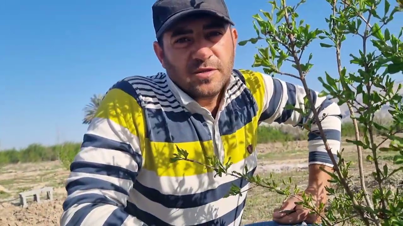 هرس نهال انار