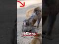 いじめに負けず頑張っているパンチ