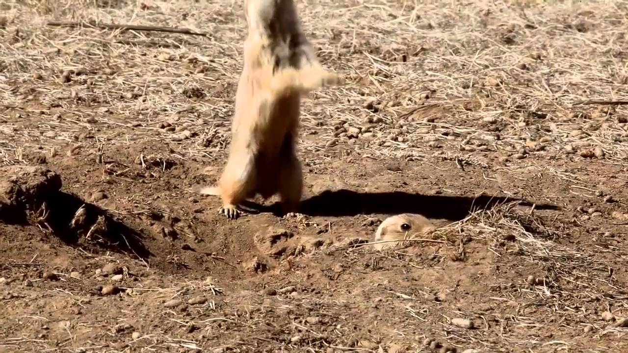 do prairie dogs make noise